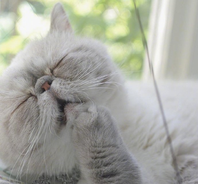 宠物猫品种异国短毛猫咪图片