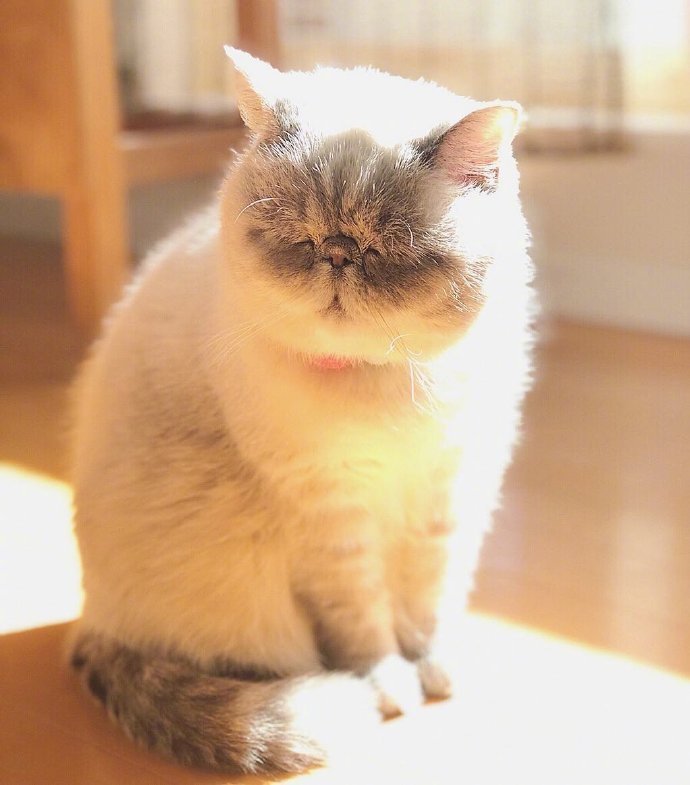 宠物猫品种异国短毛猫咪图片