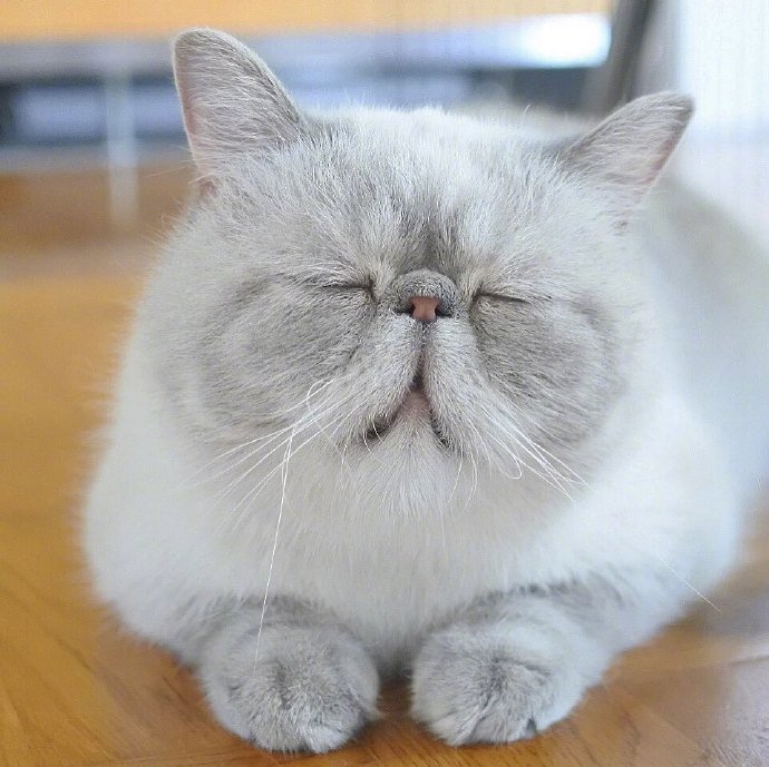 宠物猫品种异国短毛猫咪图片