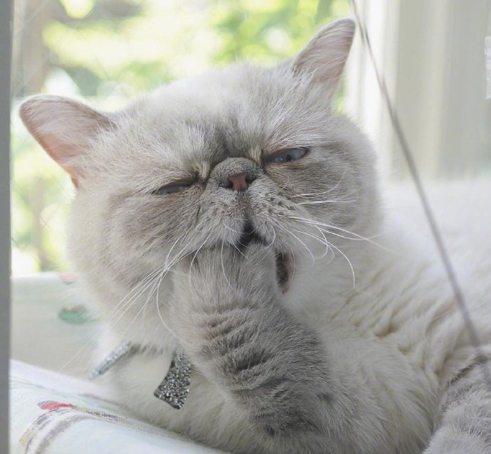 宠物猫品种异国短毛猫咪图片