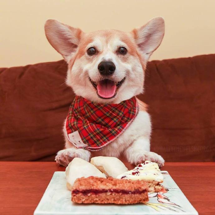 萌萌哒犬类可爱的柯基犬图片