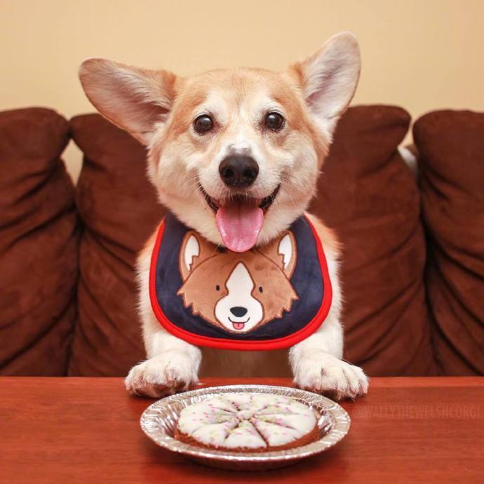 萌萌哒犬类可爱的柯基犬图片