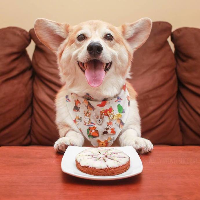 萌萌哒犬类可爱的柯基犬图片
