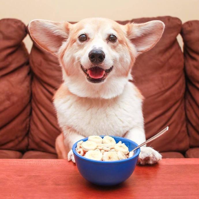 萌萌哒犬类可爱的柯基犬图片
