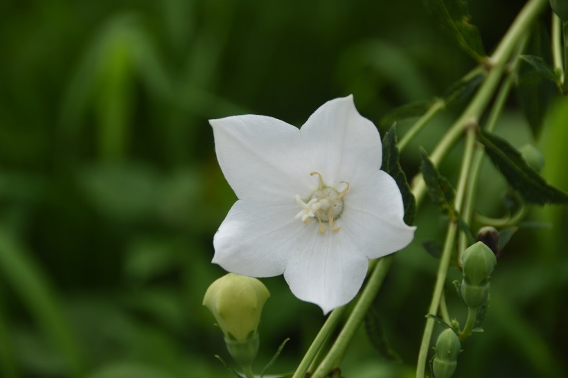 灌木植物洁白无瑕的茉莉花图片