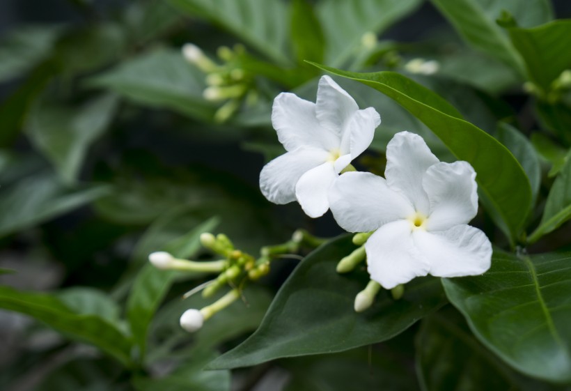 灌木植物洁白无瑕的茉莉花图片