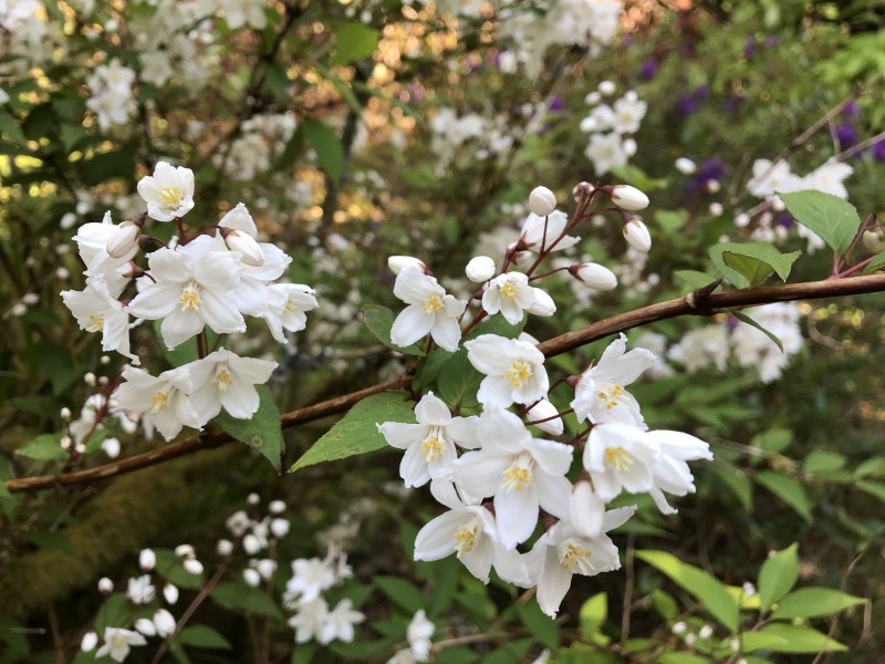 灌木植物洁白无瑕的茉莉花图片