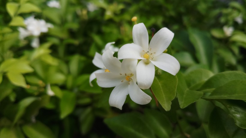 灌木植物洁白无瑕的茉莉花图片