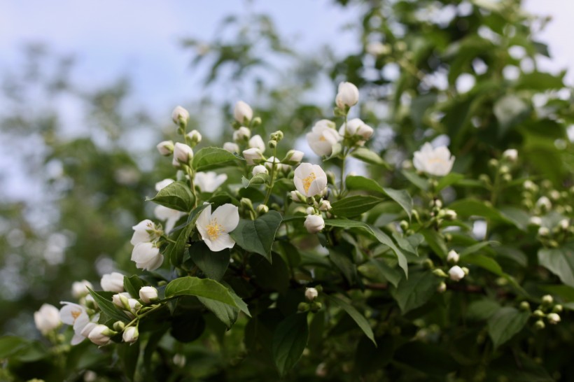 灌木植物洁白无瑕的茉莉花图片