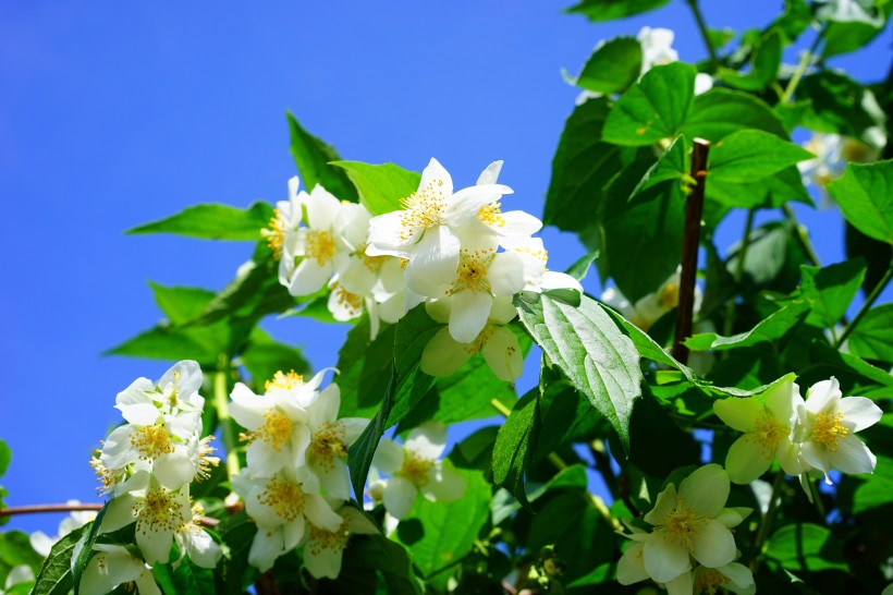 灌木植物洁白无瑕的茉莉花图片