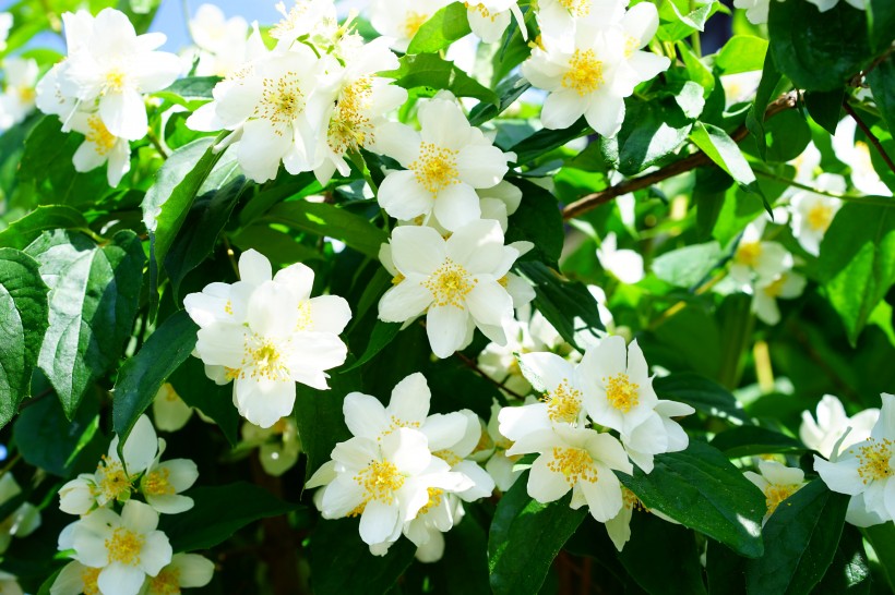 灌木植物洁白无瑕的茉莉花图片