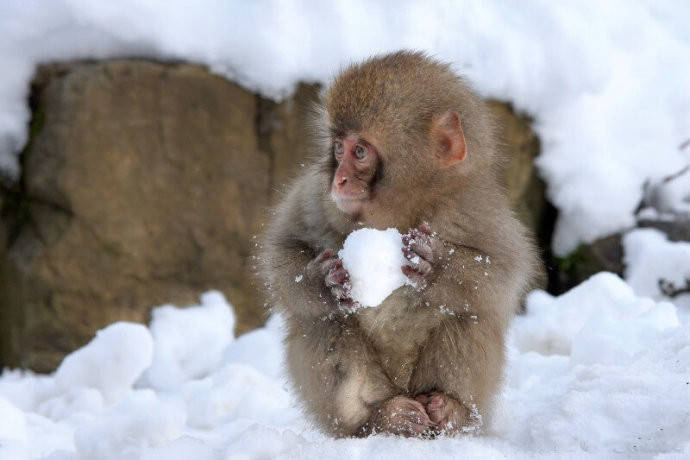 萌宠小猴子搓的雪球图片