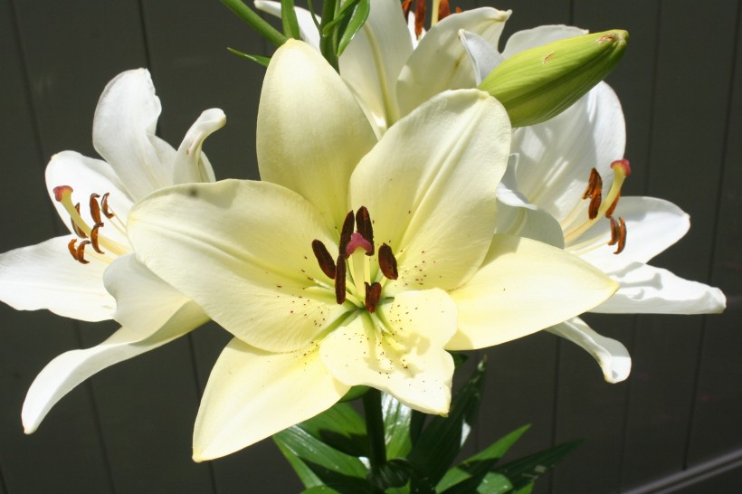百合科植物清新淡雅的百合花图片