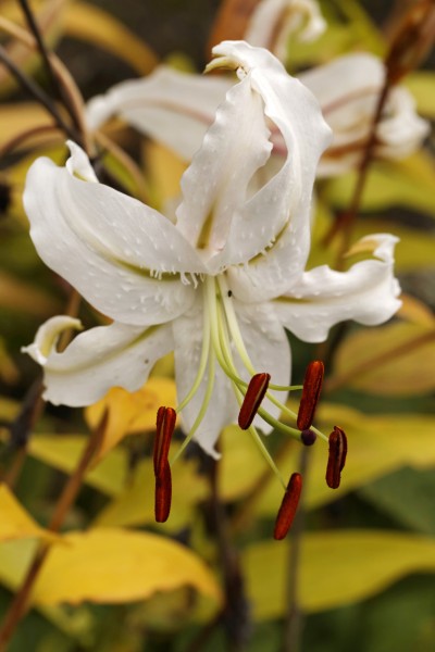 百合科植物清新淡雅的百合花图片