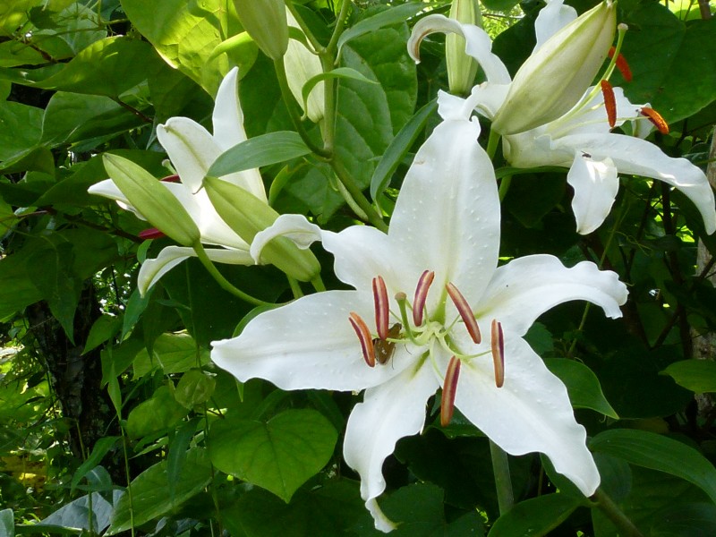 百合科植物清新淡雅的百合花图片