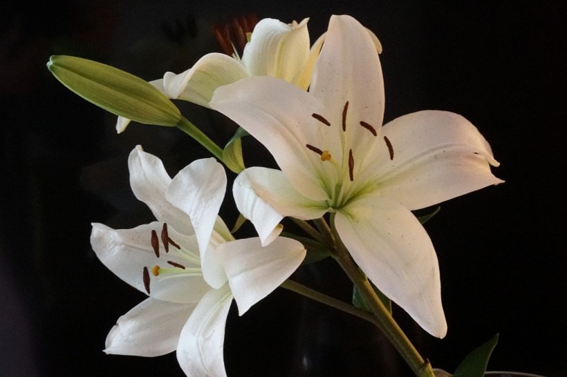 百合科植物清新淡雅的百合花图片