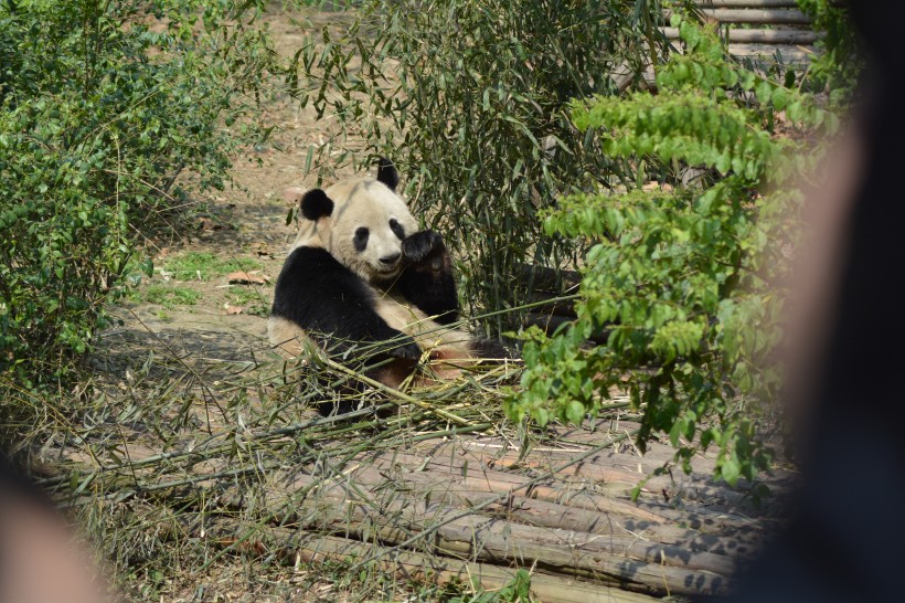 动物园里的国宝大熊猫图片