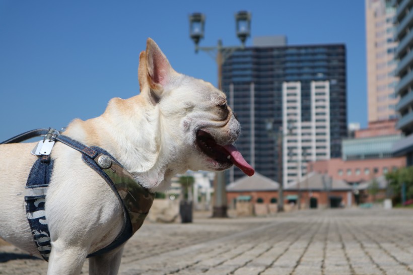 可爱的犬类斗牛犬图片
