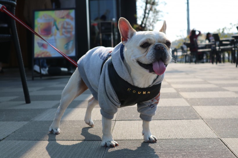 可爱的犬类斗牛犬图片
