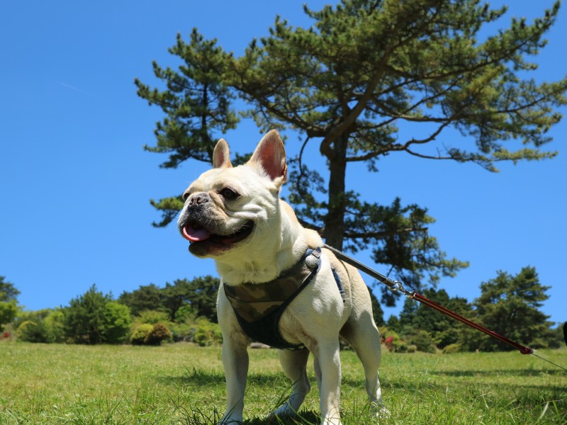 可爱的犬类斗牛犬图片