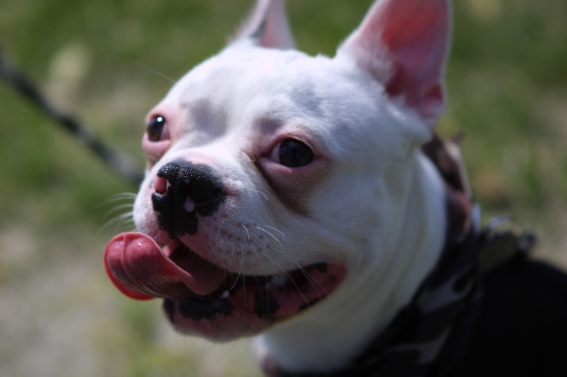 可爱的犬类斗牛犬图片