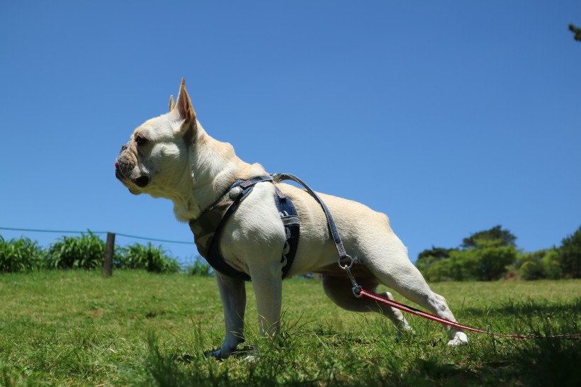可爱的犬类斗牛犬图片