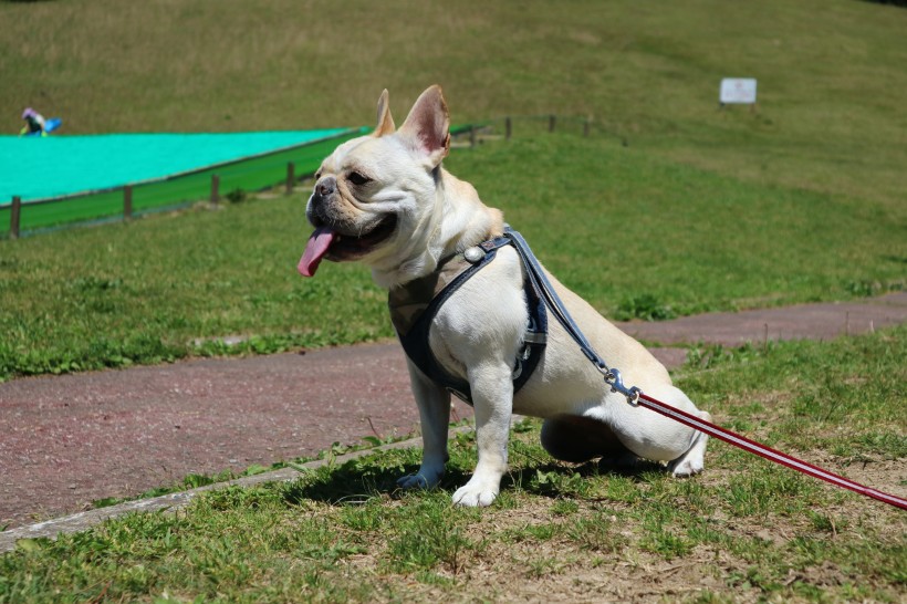 可爱的犬类斗牛犬图片