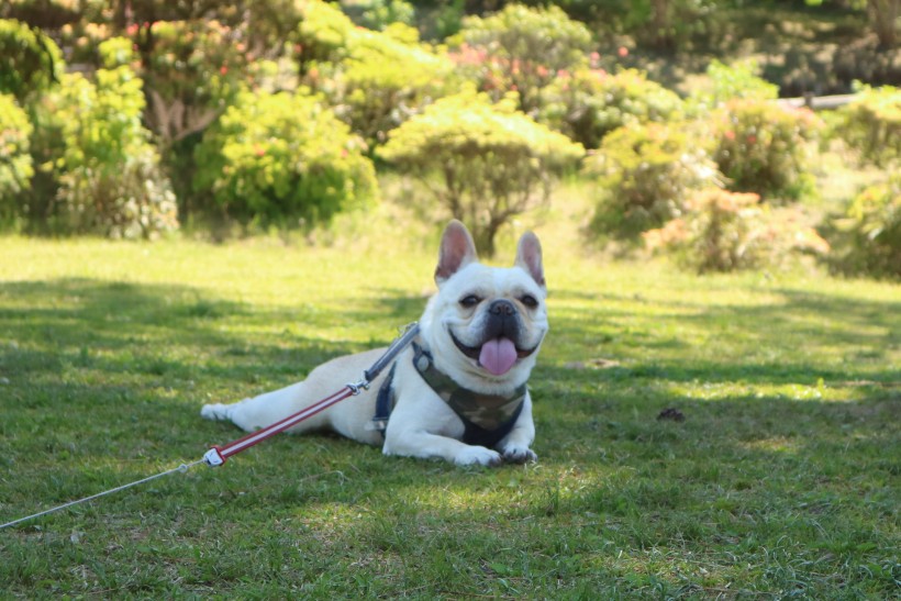 可爱的犬类斗牛犬图片