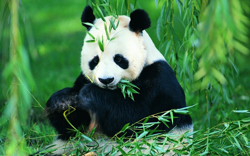 憨态可掬的国宝大熊猫图片