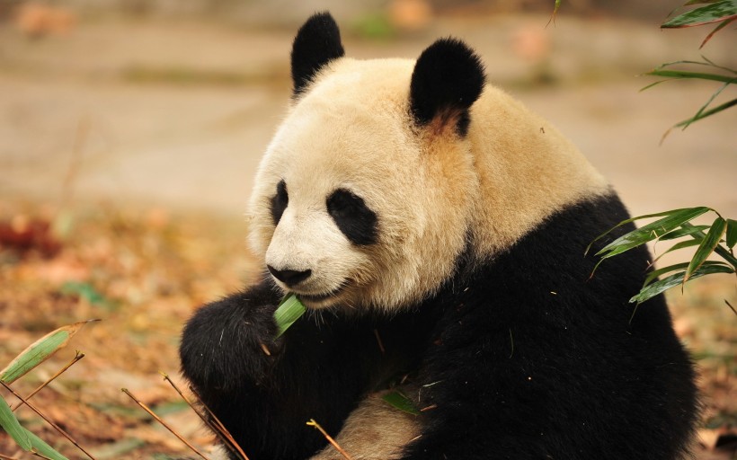 憨态可掬的国宝大熊猫图片