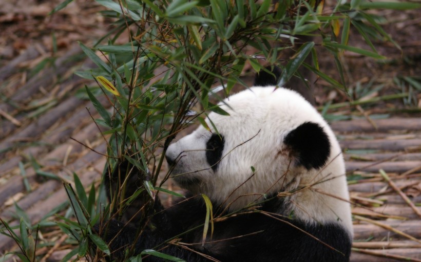 憨态可掬的国宝大熊猫图片