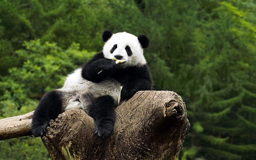 憨态可掬的国宝大熊猫图片