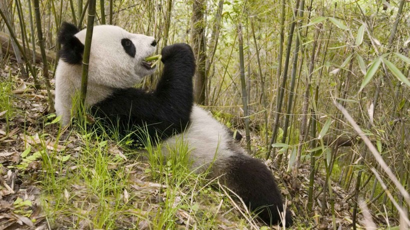 呆萌的野生动物国宝大熊猫图片