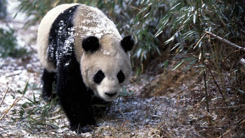 呆萌的野生动物国宝大熊猫图片