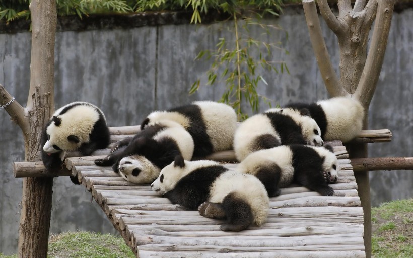 呆萌的野生动物国宝大熊猫图片