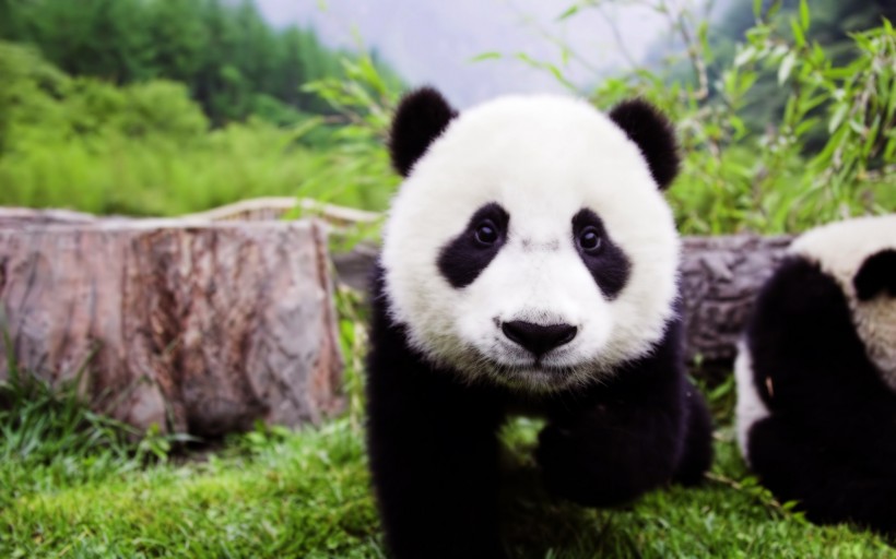 憨态可掬的国宝大熊猫图片