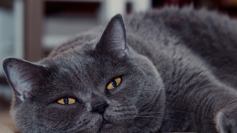 萌萌哒的萌宠英国短毛猫图片