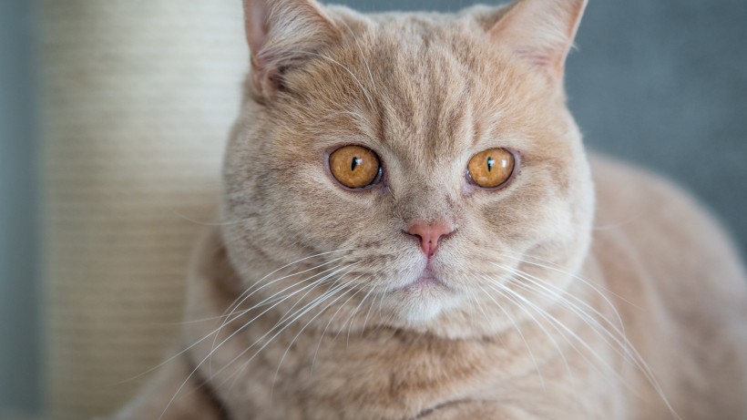 萌萌哒的萌宠英国短毛猫图片