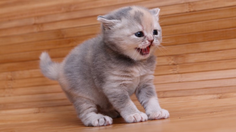 萌萌哒的萌宠英国短毛猫图片