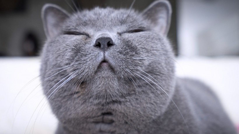 萌萌哒的萌宠英国短毛猫图片