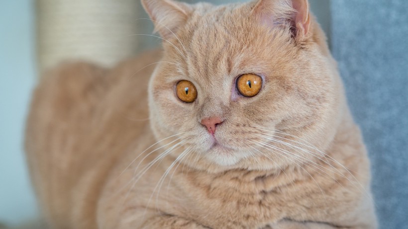 萌萌哒的萌宠英国短毛猫图片