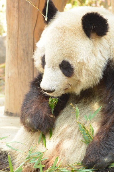 国家保护动物大熊猫图片享受美味竹叶