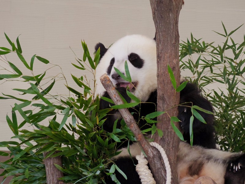 国家保护动物大熊猫图片享受美味竹叶