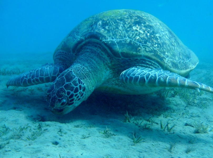 龟鳖目海洋动物畅游在大海里的海龟图片