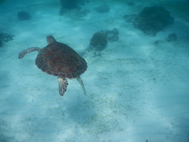 龟鳖目海洋动物畅游在大海里的海龟图片