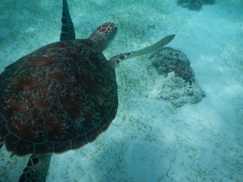 龟鳖目海洋动物畅游在大海里的海龟图片