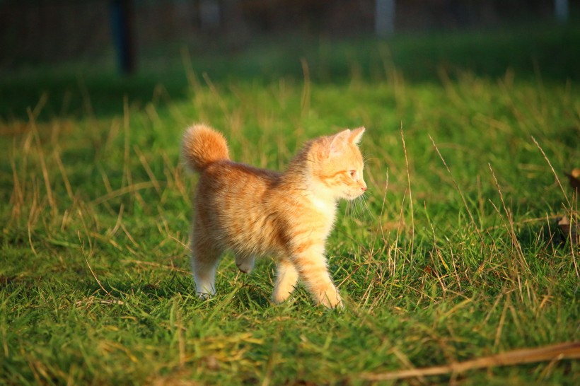 宠物猫品种图片 顽皮的虎斑猫图片