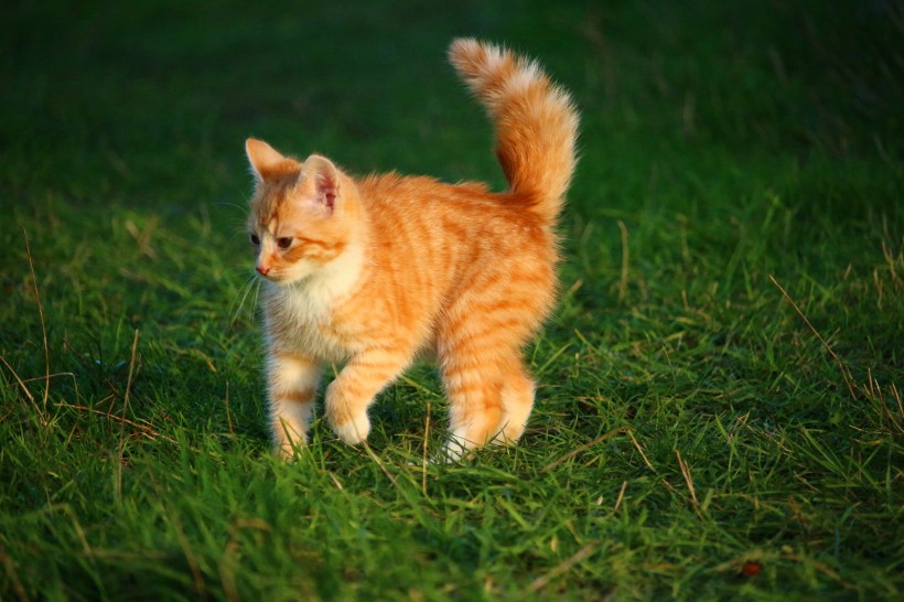 宠物猫品种图片 顽皮的虎斑猫图片