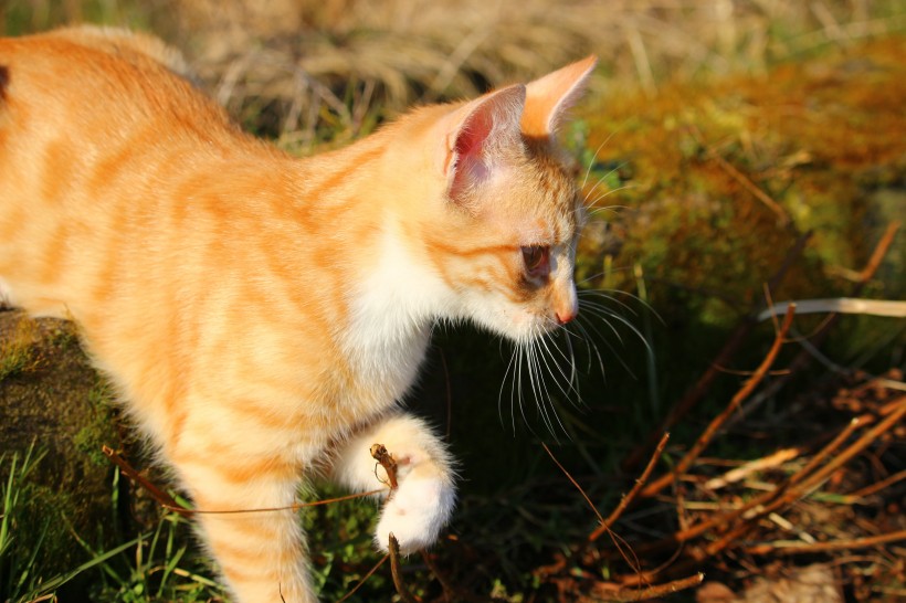 宠物猫品种图片 顽皮的虎斑猫图片