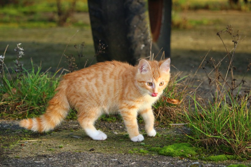 宠物猫品种图片 顽皮的虎斑猫图片